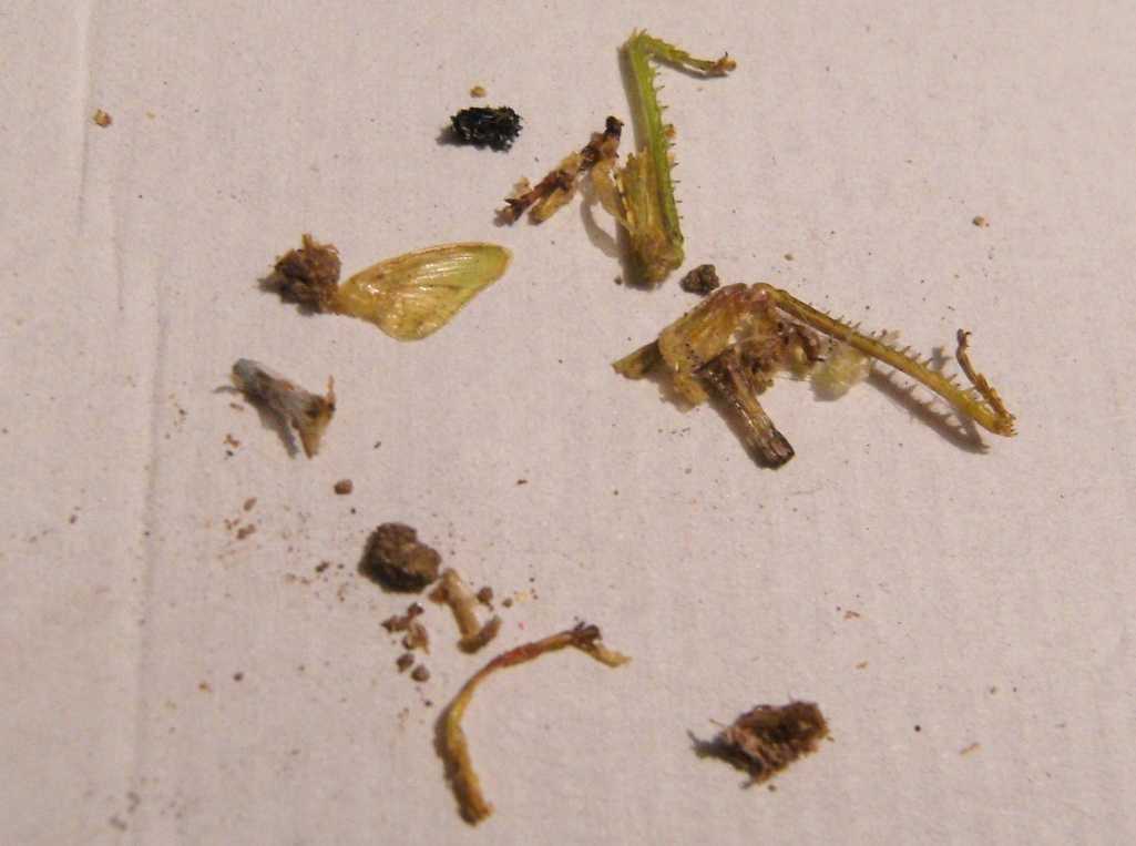 Batozonellus lacerticida con Argiope bruennichi